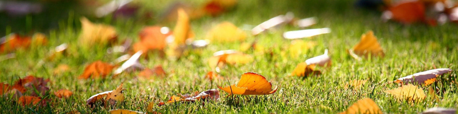 Spring & Fall Cleaning